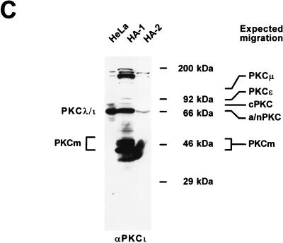 FIG. 8