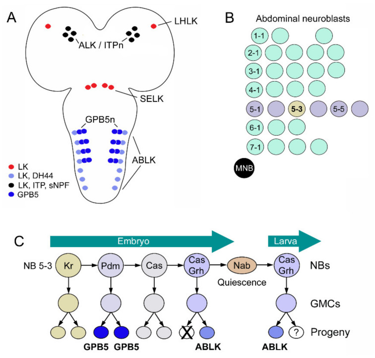 Figure 13