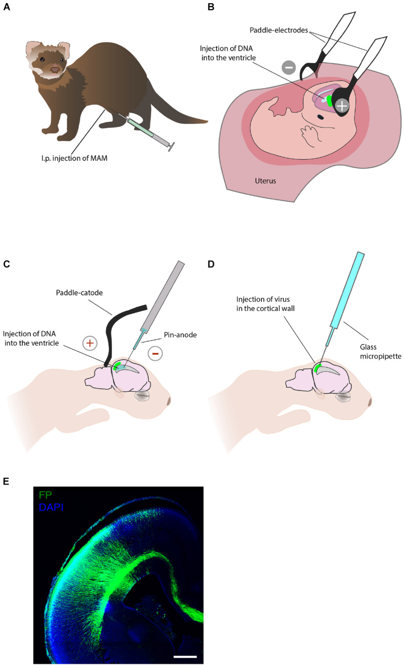 FIGURE 3