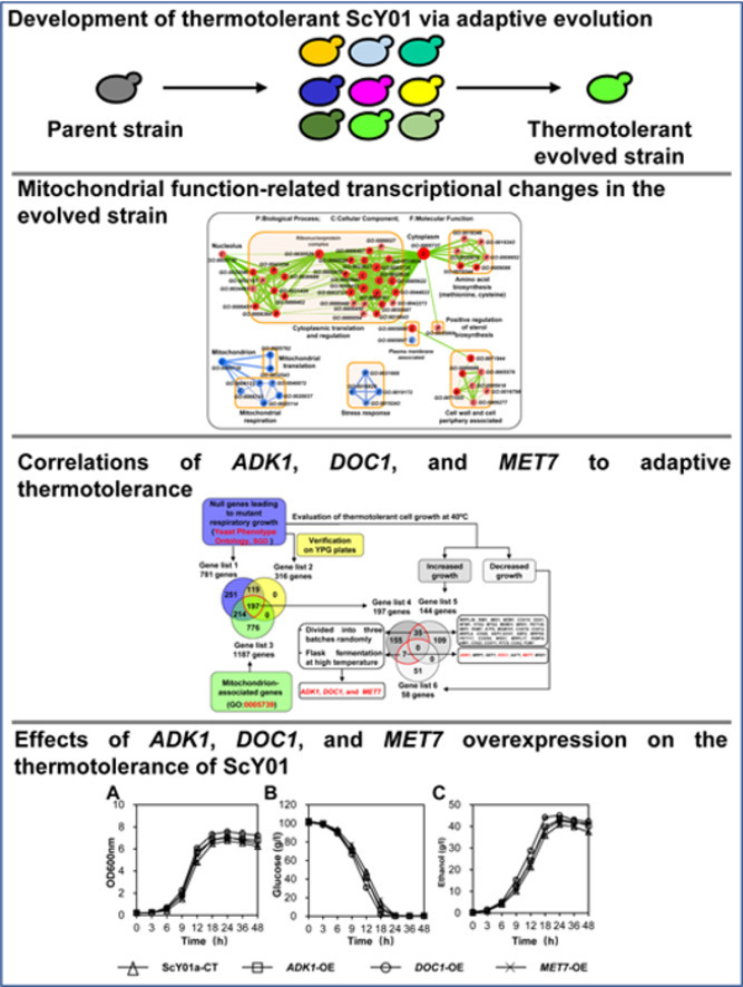 Image, graphical abstract