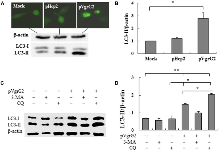 FIGURE 4