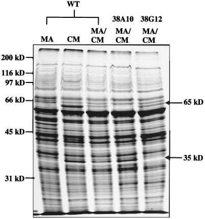 FIG. 3