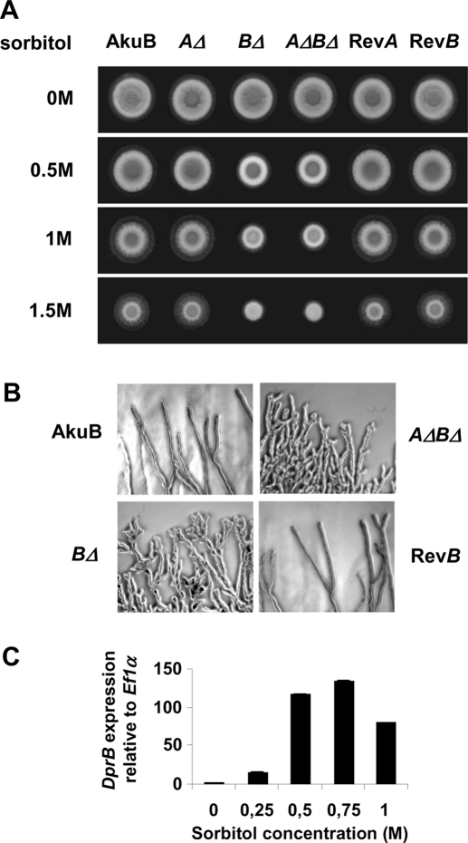 FIGURE 4: