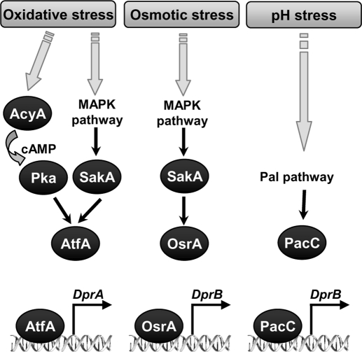 FIGURE 10: