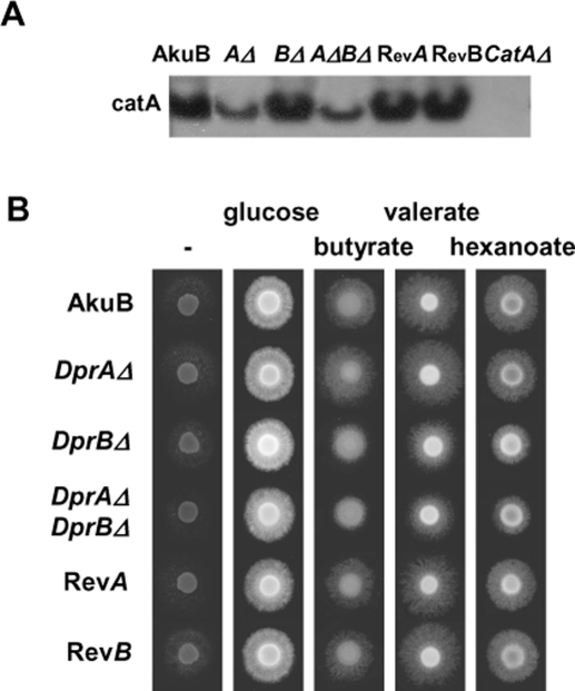 FIGURE 9: