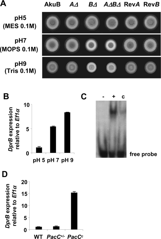 FIGURE 5: