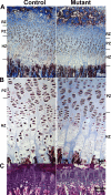 FIGURE 3: