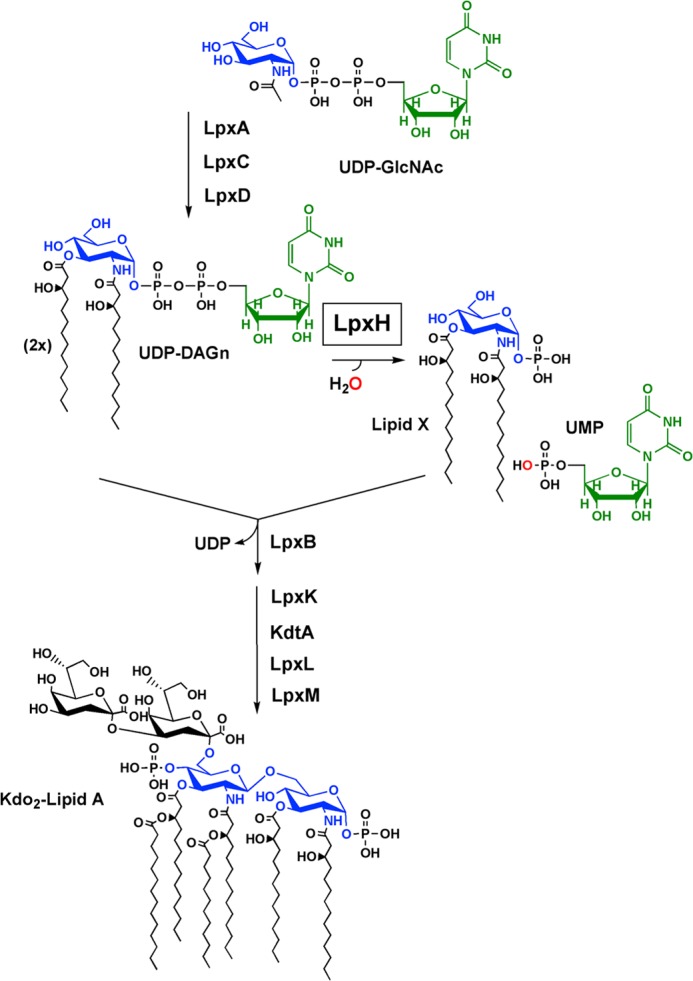 FIGURE 1.