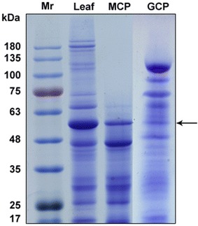 Fig. 5