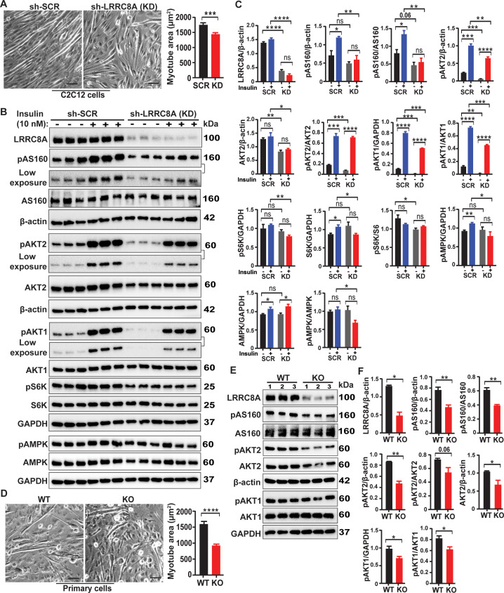 Figure 2—figure supplement 1.