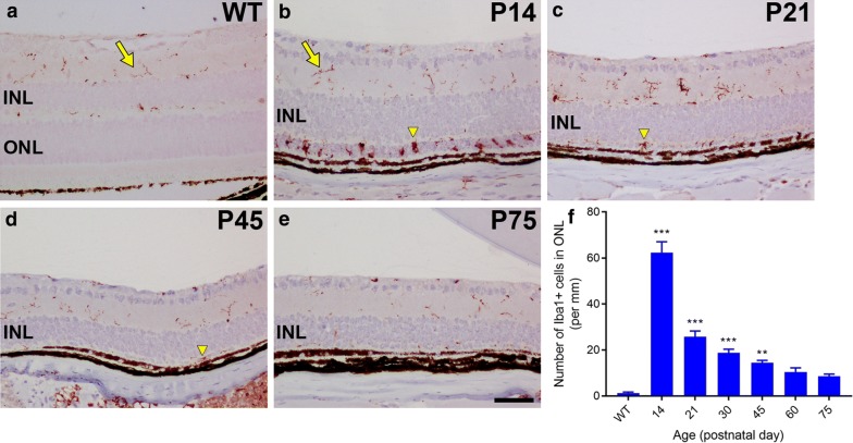 Fig. 10