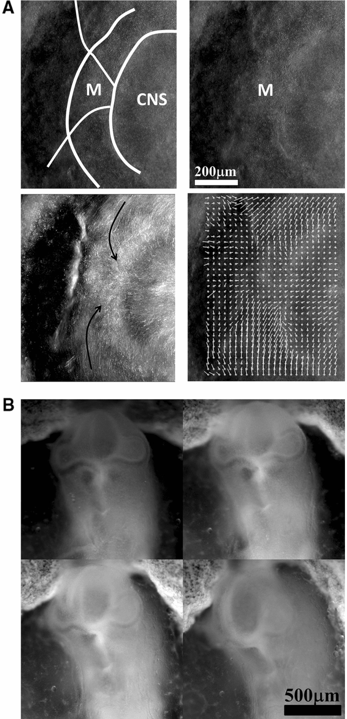 Fig. 9