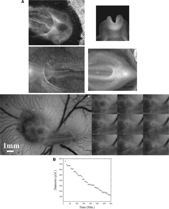 Fig. 6