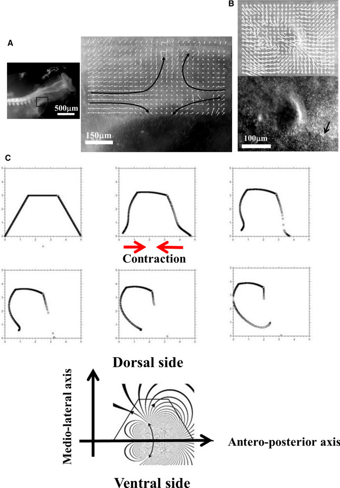 Fig. 7