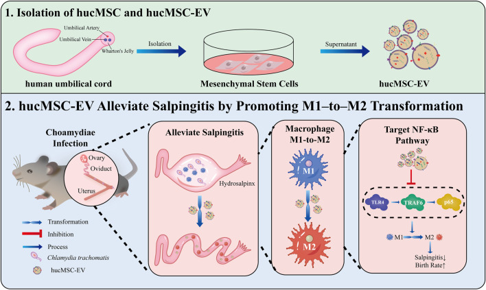 graphic file with name FPHYS_fphys-2023-1131701_wc_abs.jpg