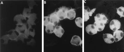 FIG. 7