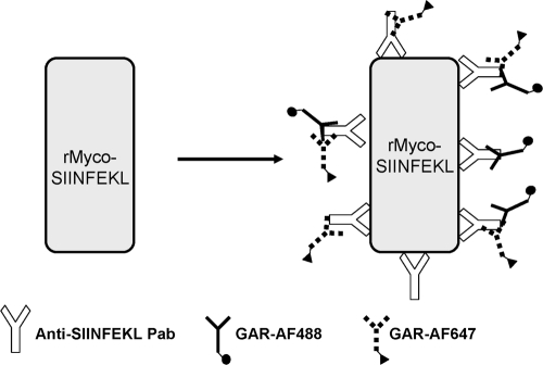 FIG. 3.