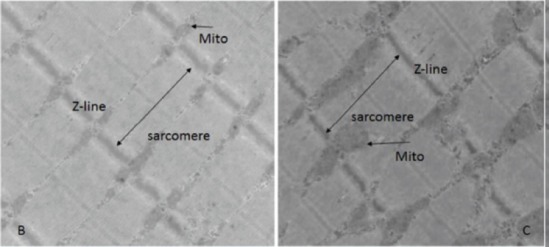 Figure 2B and C
