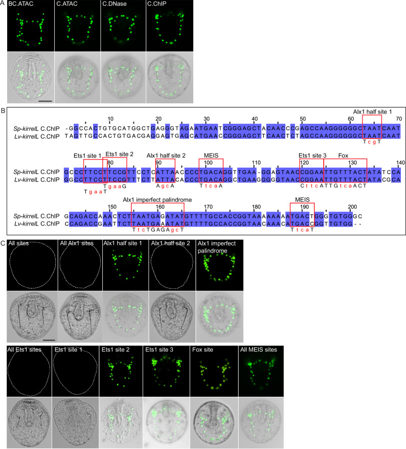 Figure 3—figure supplement 1.