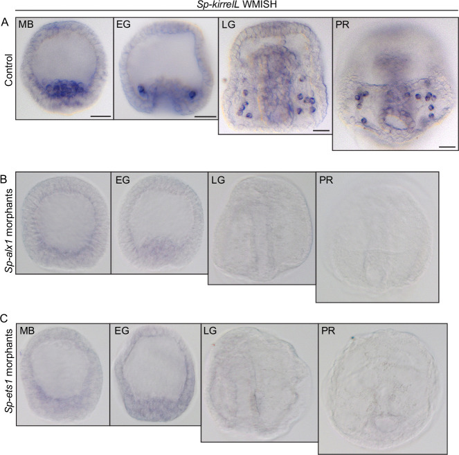 Figure 3—figure supplement 2.