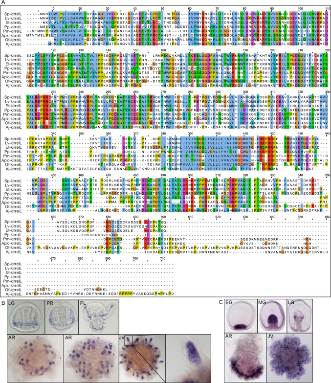 Figure 6—figure supplement 2.