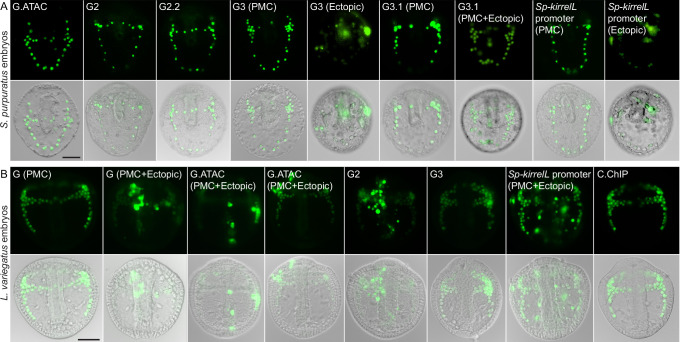 Figure 4—figure supplement 1.