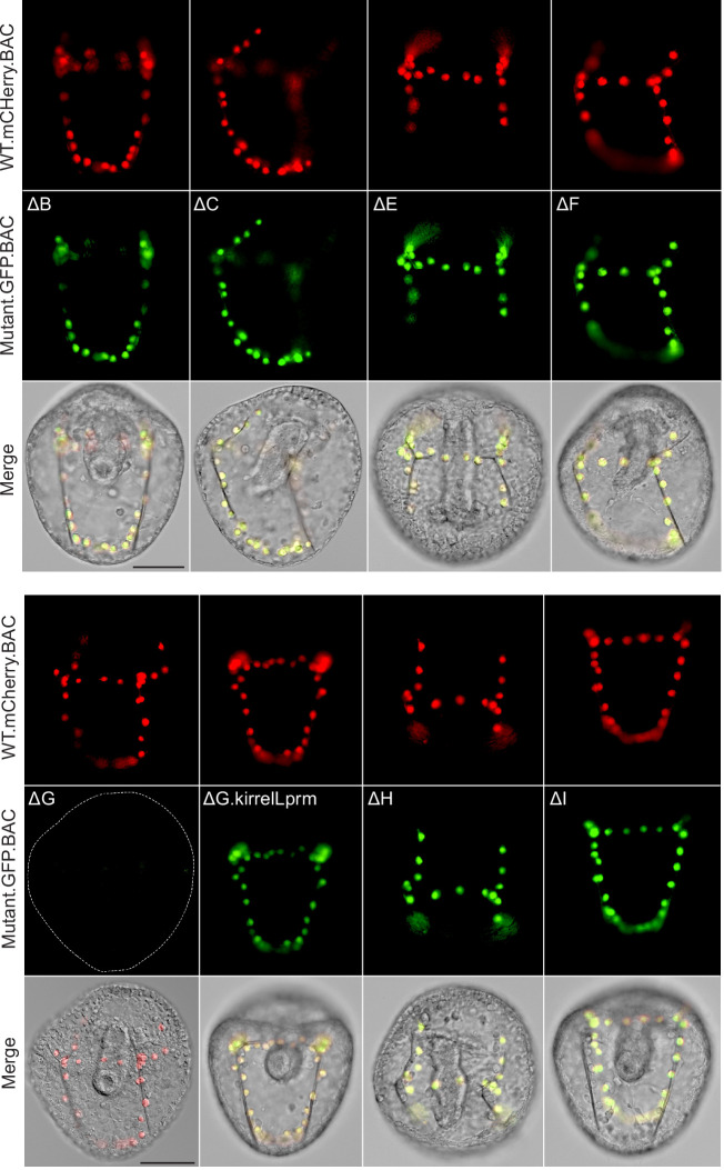 Figure 5—figure supplement 1.