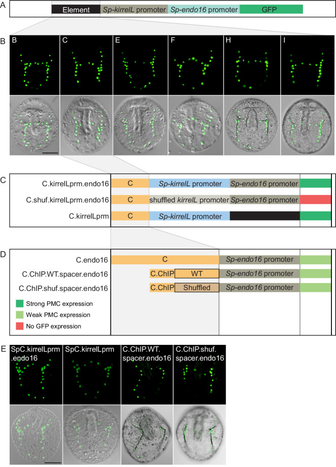 Figure 4—figure supplement 3.