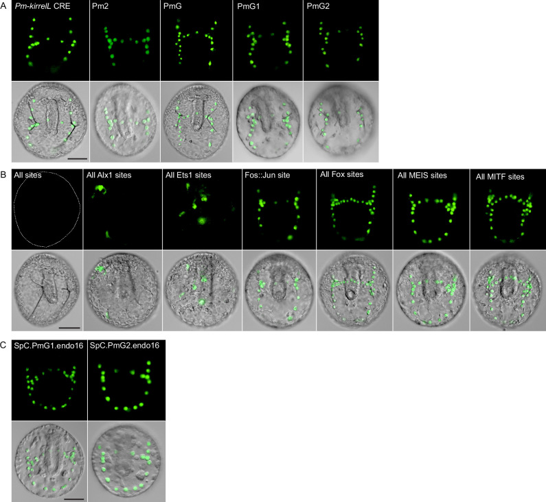 Figure 7—figure supplement 1.