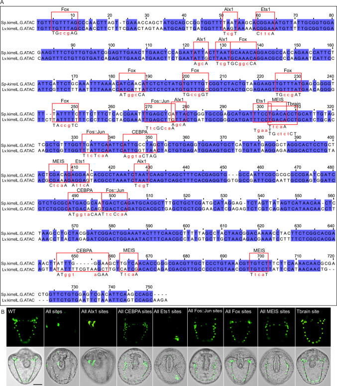 Figure 4—figure supplement 2.