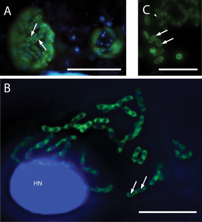 FIG. 2.