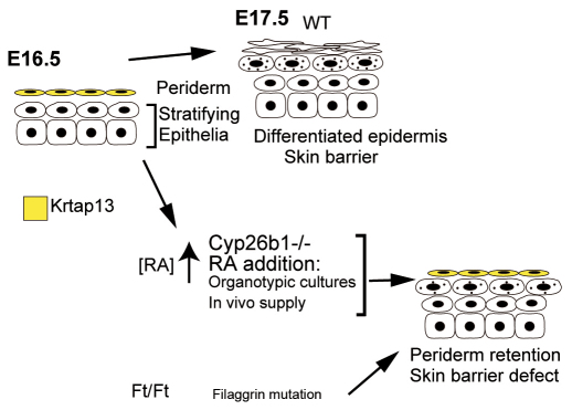 Fig. 9.