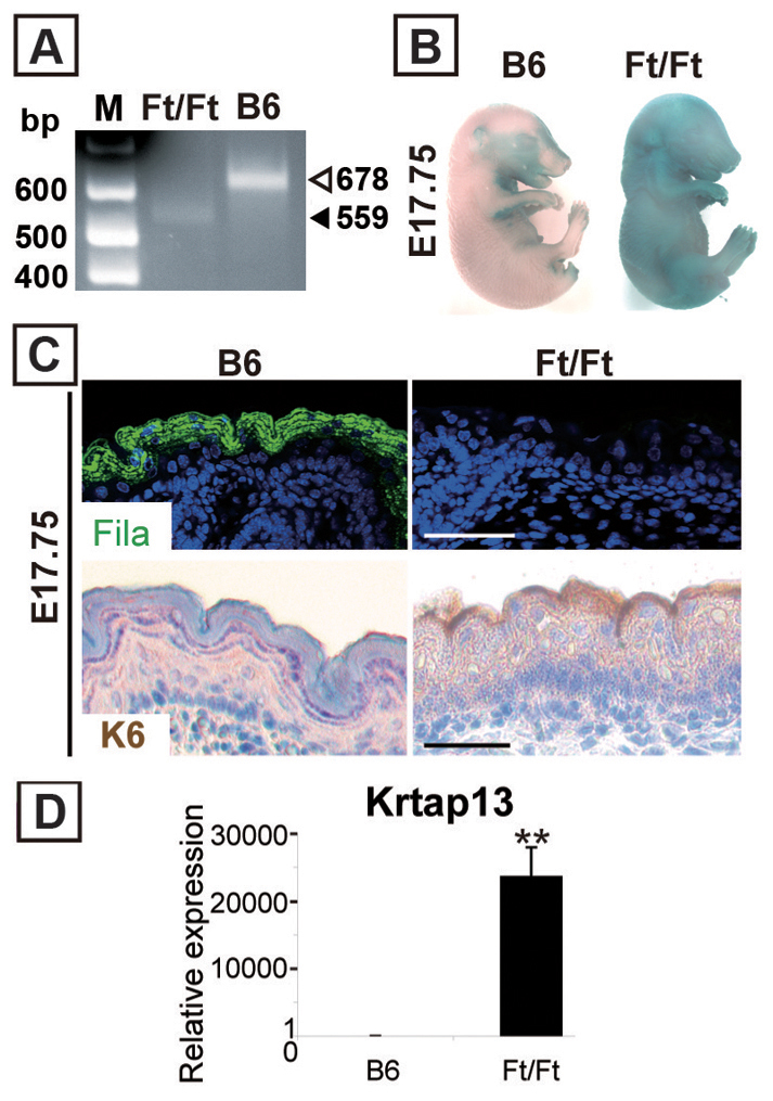 Fig. 8.