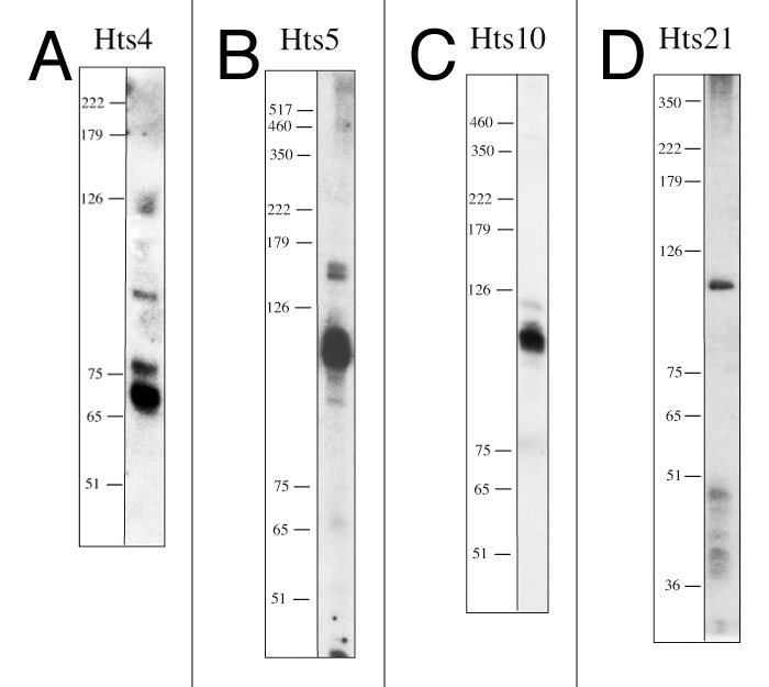 graphic file with name rna-9-1011-g2.jpg