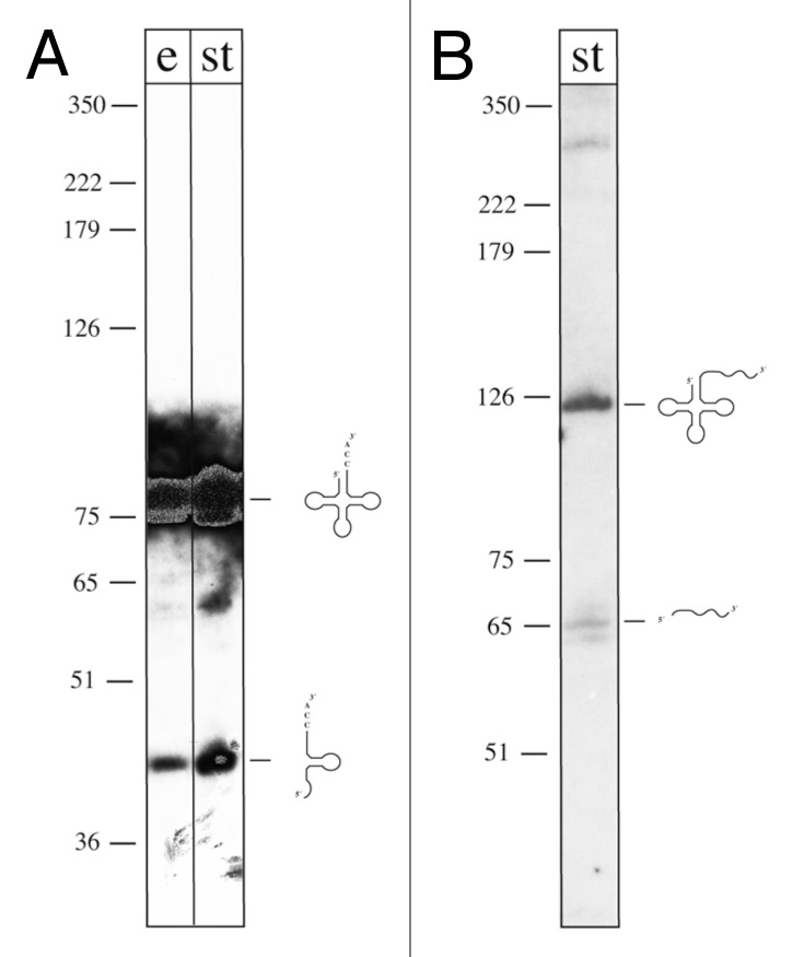 graphic file with name rna-9-1011-g1.jpg