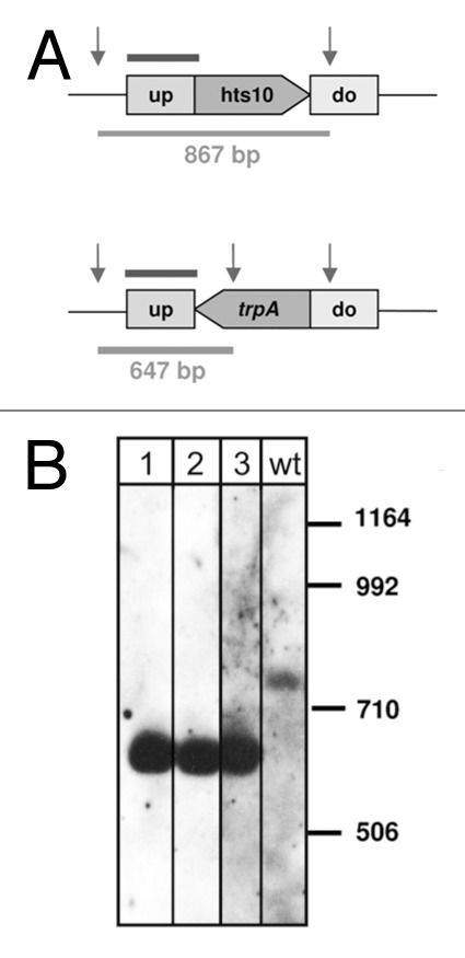 graphic file with name rna-9-1011-g3.jpg