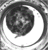 Fig. 4 |