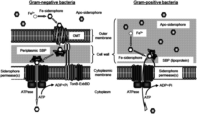 Fig. 1.