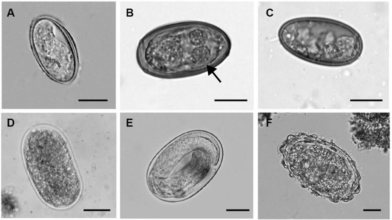 Fig. 2