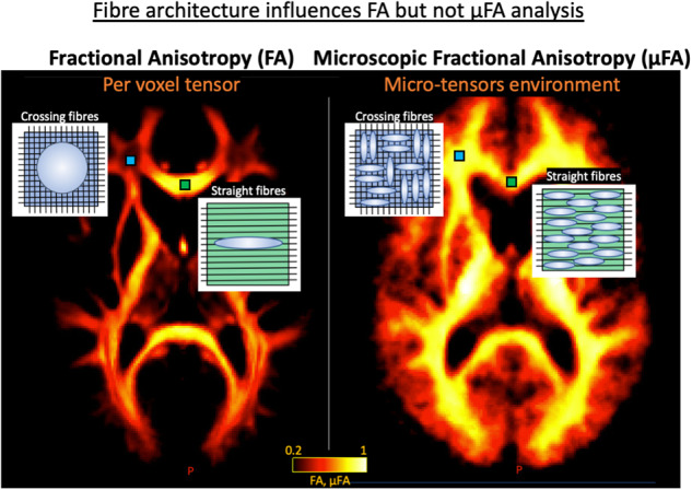 Graphical Abstract