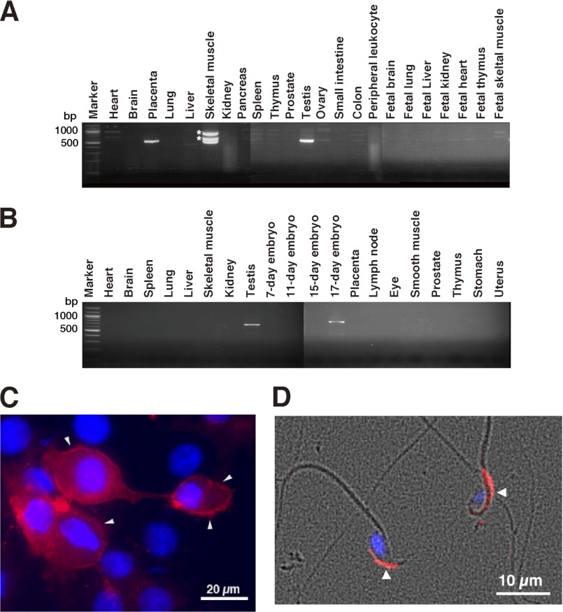 FIGURE 1.