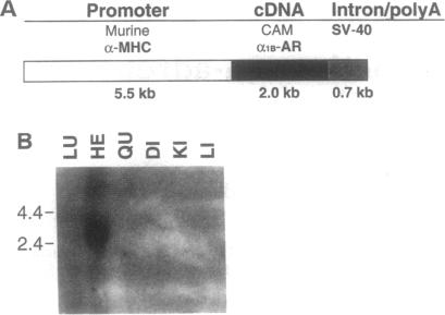 graphic file with name pnas01143-0455-a.jpg