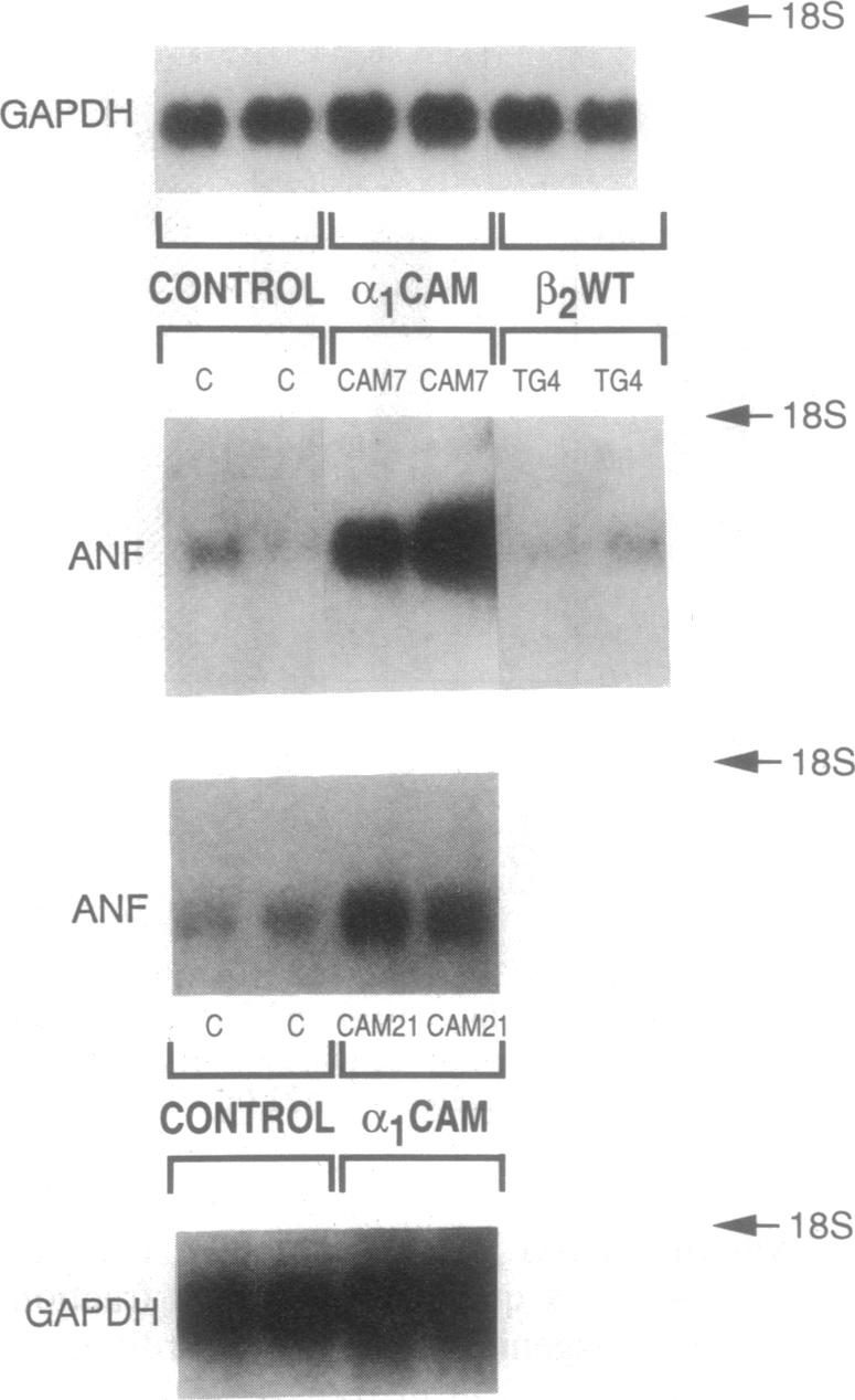 graphic file with name pnas01143-0457-b.jpg