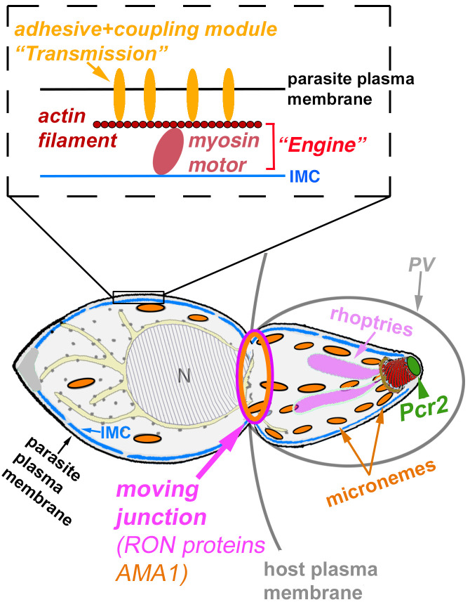 Fig 11