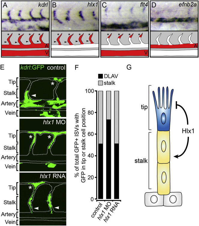 Figure 4