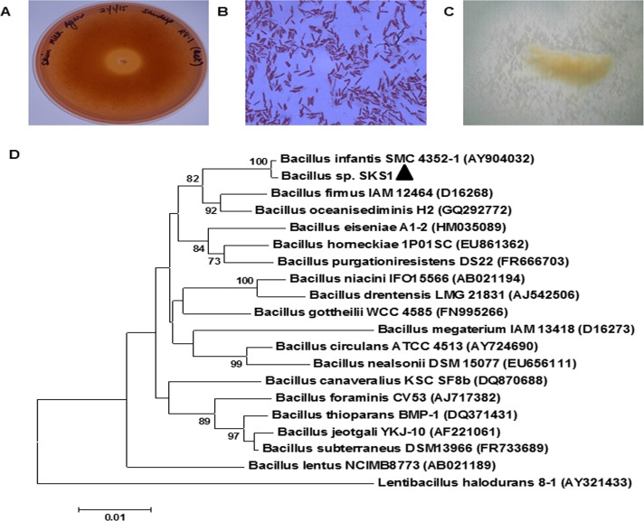 Fig 1