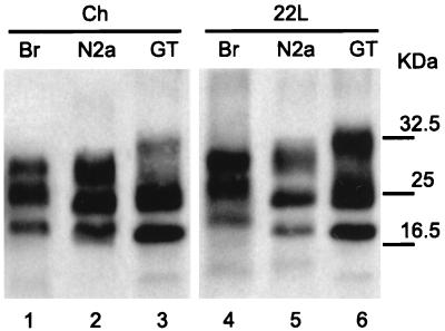 FIG. 5