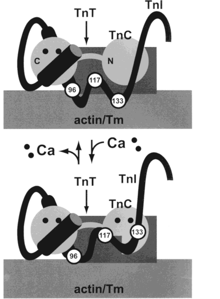 Figure 4: