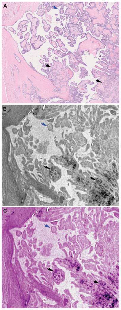 Figure 6.