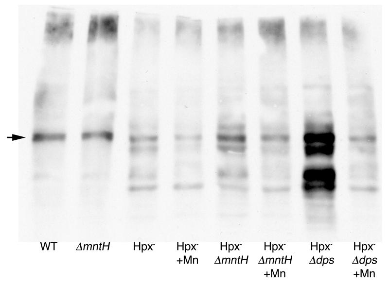 Fig 9